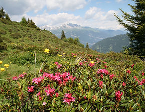 Alproses in Tschiertschen Mountains IMG_2203 (c) Pavel Laurencik for The Alpina.JPG