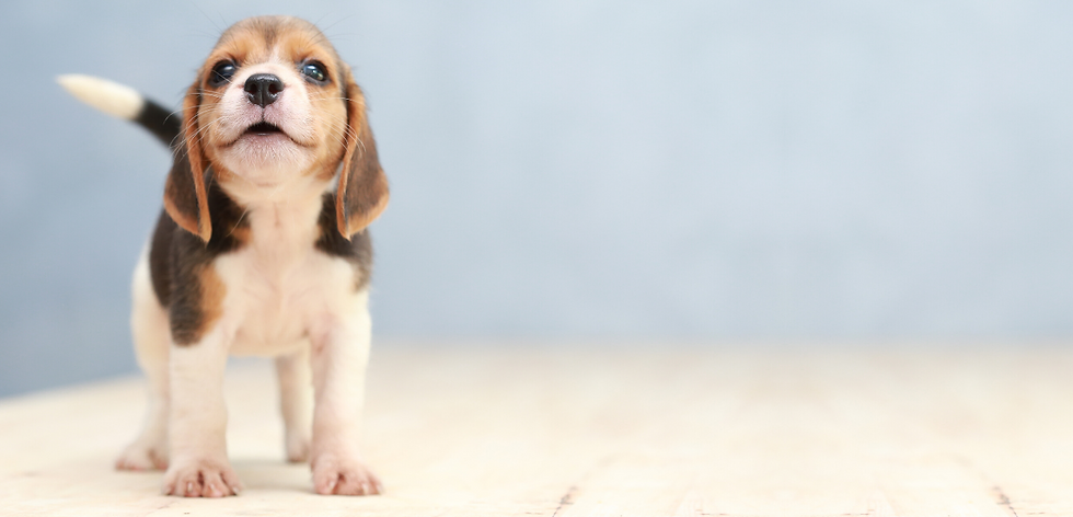 Perrito izquierda.png