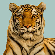 Eye of the Tiger_edited_edited.jpg
