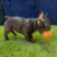 ALL PETS CLUB puppies for sale in CT