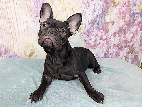 ALL PETS CLUB puppies for sale in CT