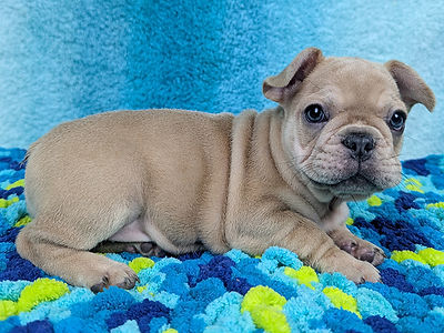 ALL PETS CLUB puppies for sale in CT