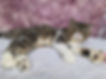ALL PETS CLUB puppies for sale in CT