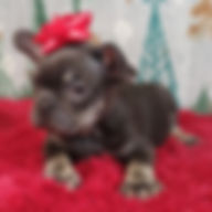 ALL PETS CLUB puppies for sale in CT