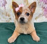 ALL PETS CLUB puppies for sale in CT