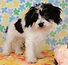 ALL PETS CLUB puppies for sale in CT_edited_edited.png