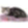 ALL PETS CLUB puppies for sale in CT