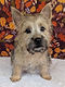 ALL PETS CLUB Travis