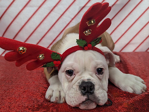 ALL PETS CLUB puppies for sale in CT