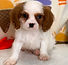 ALL PETS CLUB puppies for sale in CT_edited_edited.png