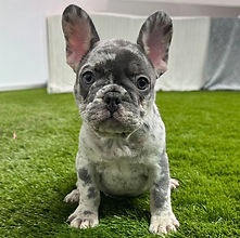 ALL PETS CLUB puppies for sale in CT