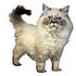 allpetsclub-kittens-forsale.jpg