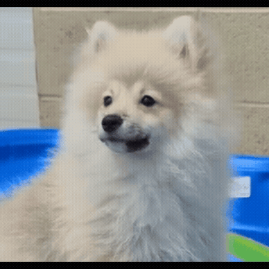 morepicspuppy.png