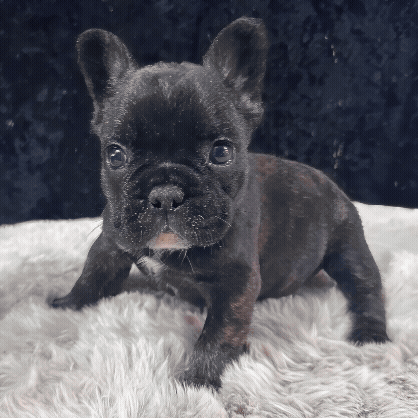 FrenchBulldogPuppies-allpetsclub.gif