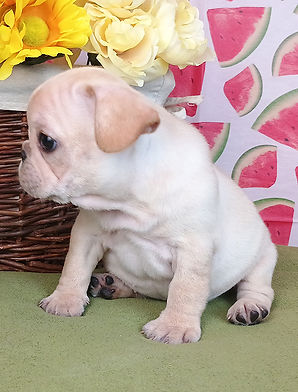 puppy picture