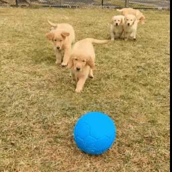 GoldenPupsReady2GoHome-AllPetsClub-Branford.gif