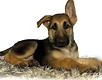 allpetsclub-german-shepherds-for-sale-puppy.jpg