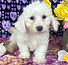 ALL PETS CLUB puppies for sale in CT_edited_edited.png