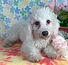 ALL PETS CLUB puppies for sale in CT_edited_edited.png