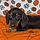 ALL PETS CLUB puppies for sale in CT_edited_edited.png