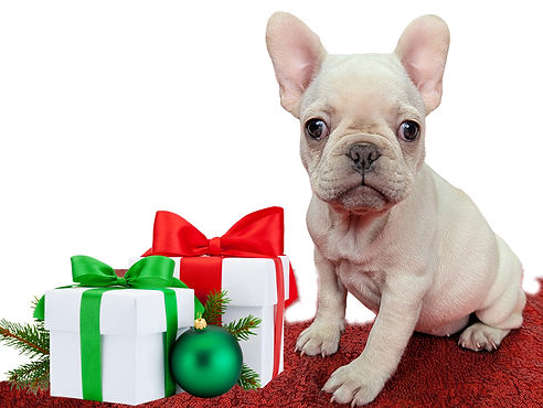 ALL PETS CLUB puppies for sale in CT