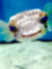 61760871_1444978868960457_72358307891144