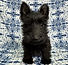 ALL PETS CLUB puppies for sale in CT_edited_edited.png