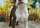 ALL PETS CLUB puppies for sale in CT