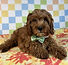 ALL PETS CLUB puppies for sale in CT