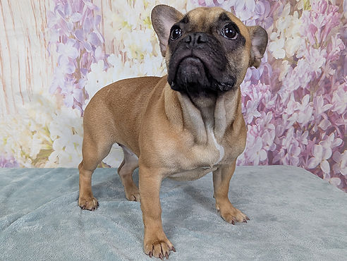 ALL PETS CLUB puppies for sale in CT