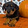 ALL PETS CLUB puppies for sale in CT_edited_edited.png
