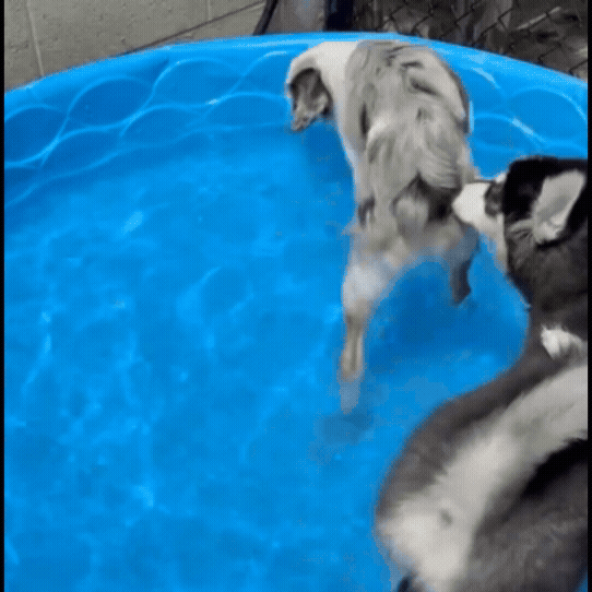 morepicspuppy.png