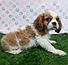 ALL PETS CLUB puppies for sale in CT_edited_edited.png