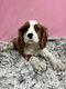 ALL PETS CLUB Travis