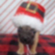 ALL PETS CLUB puppies for sale in CT