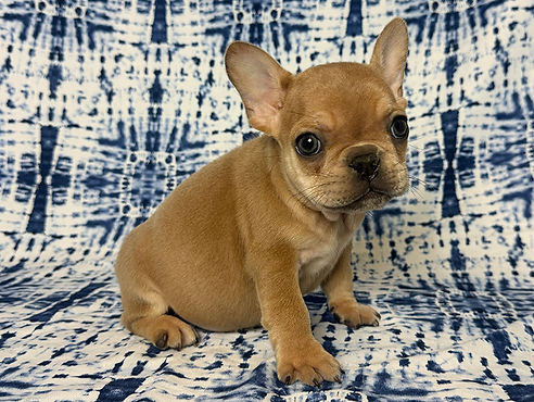 ALL PETS CLUB puppies for sale in CT