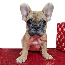 ALL PETS CLUB puppies for sale in CT