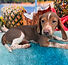 ALL PETS CLUB puppies for sale in CT_edited_edited.png