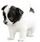 AllPetsClubPuppies_edited_edited.jpg