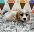 ALL PETS CLUB puppies for sale in CT_edited_edited.png