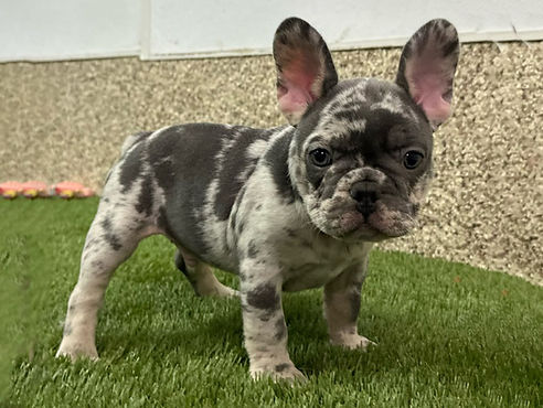 ALL PETS CLUB puppies for sale in CT