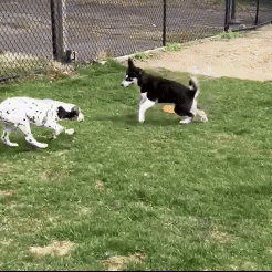 APC-puppypark2025.gif