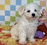 ALL PETS CLUB puppies for sale in CT