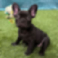 ALL PETS CLUB puppies for sale in CT