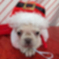 ALL PETS CLUB puppies for sale in CT