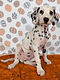ALL PETS CLUB Travis