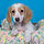 ALL PETS CLUB puppies for sale in CT_edited_edited.png