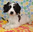 ALL PETS CLUB puppies for sale in CT_edited_edited.png