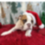 ALL PETS CLUB puppies for sale in CT