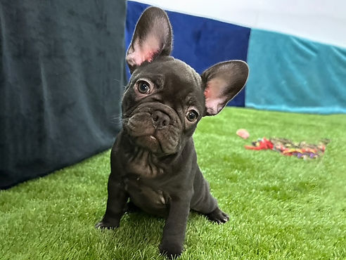 ALL PETS CLUB puppies for sale in CT